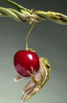 a frog hanging upside down from a cherry