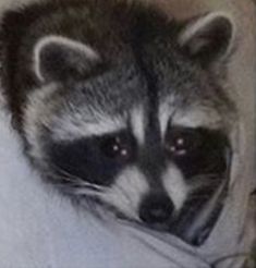 a raccoon is peeking out from under the covers