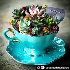 a tea cup filled with succulents on top of a blue saucer