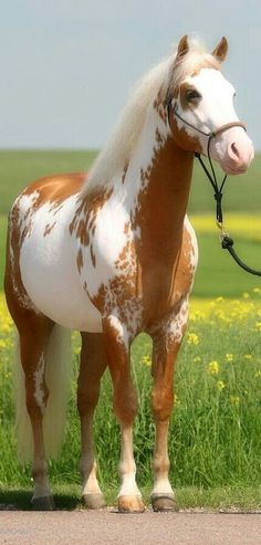 a brown and white horse standing on top of a grass covered field next to a lush green field