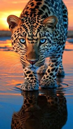 a large leopard walking across a body of water