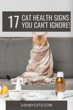 Stay alert! Discover 17 signs that might indicate your cat isn't feeling well. 🐱🚑 #CatHealth #PetCare Kitten Mittens, Cat Illnesses, Wide Eyes, Cat Health Care, Health Signs, Older Cats