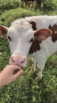 a brown and white cow standing on top of a lush green field next to a person