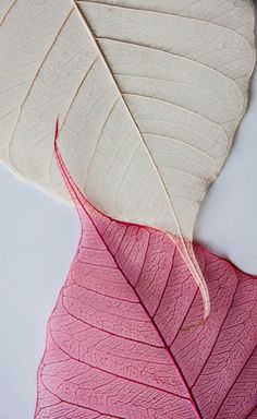 a pink and white leaf laying on top of each other