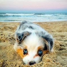 a small dog laying on top of a sandy beach next to the ocean with blue eyes