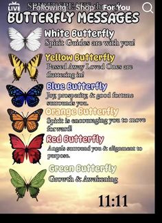 Butterfly Messages, Butterfly Meaning, Spirit Signs, Spirit Messages, Spiritual Awakening Signs, Curated Content, Animal Spirit Guides, Witch Spirituality, Butterfly Quotes