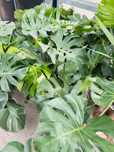 some very pretty green plants in a big room