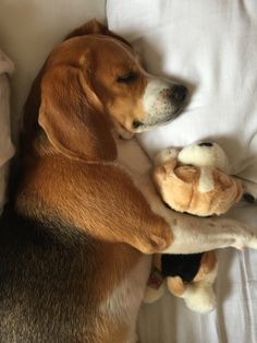 a dog is sleeping on the bed with his stuffed animal toy in it's paws