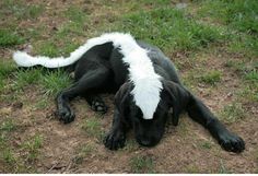 a black and white dog laying on the ground with its head turned to the side