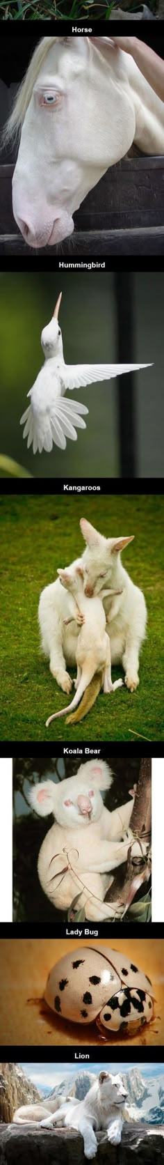 four different types of white horses with their heads touching each other's noses and tails