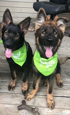 two german shepherd puppies wearing green bandanas sitting on a porch next to a wrench