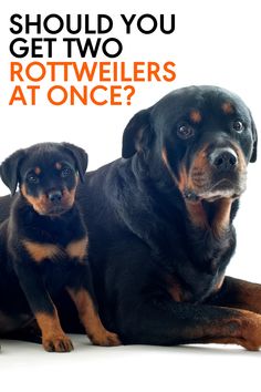 two rotweilers sitting next to each other with the caption should you get two rotweilers at once?