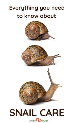 three snails are shown with the words everything you need to know about snail care on it