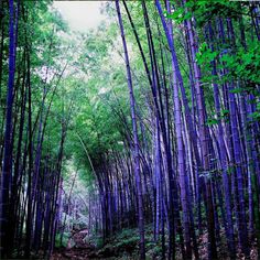 a path in the middle of a bamboo forest