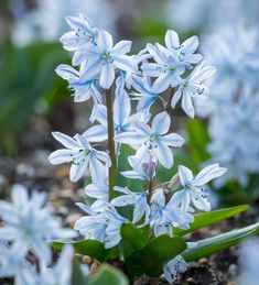 small white flowers are growing in the dirt