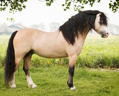 a brown and black horse standing on top of a lush green field next to a tree