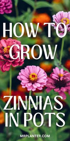 Expert advice on growing thriving Zinnias in pots. Growing Zinnias, Beautiful Blooms, How To Grow, Easy Steps, Easy Step, Potted Plants, To Grow, Soil