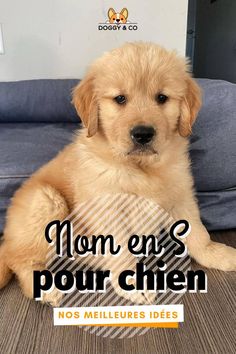 a small dog sitting on top of a couch next to a blue sofa with the words women's pour chien written above it