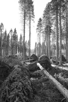 black and white photograph of trees in the woods with logs piled on top of them