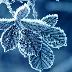 frost covered leaves on a tree branch