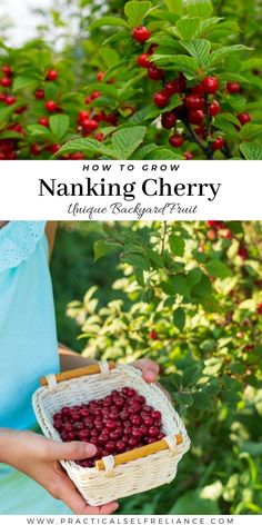 a woman holding a basket full of cherries with the words how to grow nanking cherry