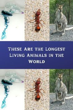 there are the longest living animals in the world, including kangaroos and antelopes