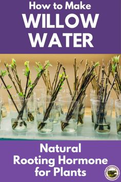 the cover of how to make willow water natural rooting hormone for plants