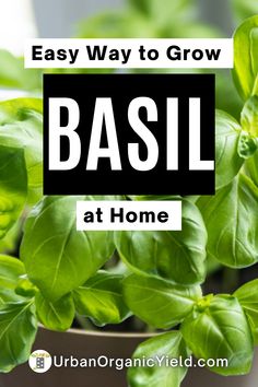 basil plant with the words easy way to grow basil at home