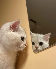 a white cat looking at its own reflection in a mirror on the wall next to it