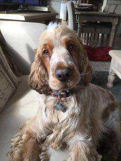 a brown and white dog sitting on top of a couch