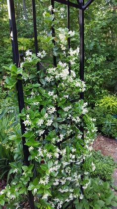 white flowers are growing on the side of a black trellis in front of trees