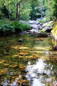 a stream running through a forest filled with lots of green trees and rocks in the water