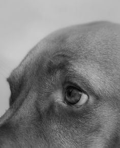 a black and white photo of a dog's eye looking at the camera with an intense look on its face