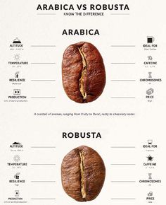 the differences between arabica and robusta coffee beans info graphic design, print design, coffee roasting, espresso art, types of coffee, how to drink, person, what is it all about coffee, coffee, coffee, coffee maker, coffee shop, good,