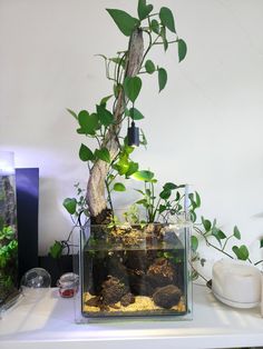 an aquarium filled with plants and rocks sitting on top of a white table next to a wall