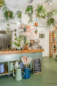 a kitchen filled with lots of potted plants