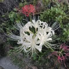 some white and red flowers in the grass