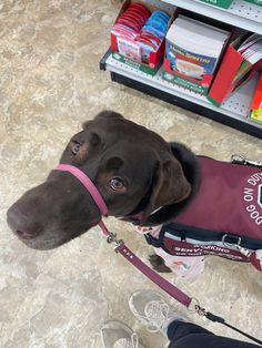 a brown dog wearing a maroon vest and leash standing in front of a store shelf