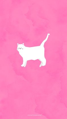 a white cat on a pink background