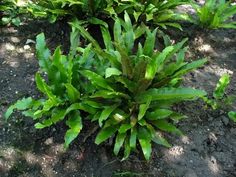 some green plants are growing in the dirt