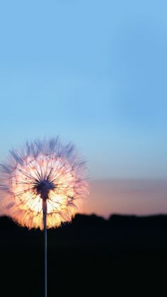 a dandelion is lit up in the evening sky with its seeds still attached