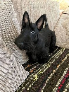 a small black dog sitting on top of a couch