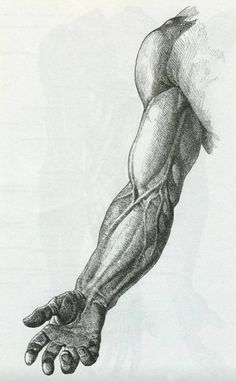 a drawing of a hand with muscles drawn on it's arm and the wrist