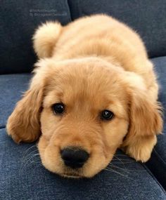 a brown puppy laying on top of a blue couch with his head resting on its paws