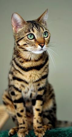 a small cat sitting on top of a green table next to a white and black wall