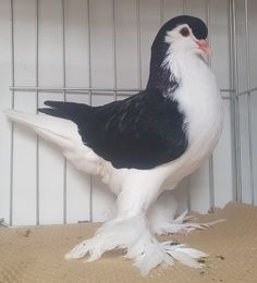 a black and white bird is standing in a cage