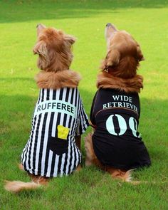 Cute Dog Halloween Costumes, Costumes For Dogs, Dog Costumes Funny, Puppy Costume, Cat Halloween Costume, Pet Halloween Costumes, Awesome Animals, Dog Halloween Costumes, Belgian Malinois