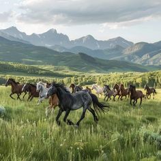 a herd of horses running across a lush green field with mountains in the back ground