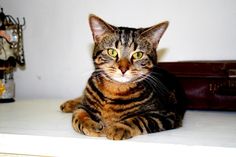 a cat sitting on top of a white table next to a brown bag and purse