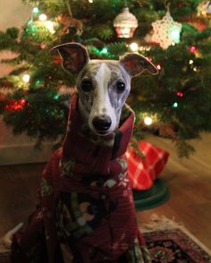 a dog wearing a sweater in front of a christmas tree